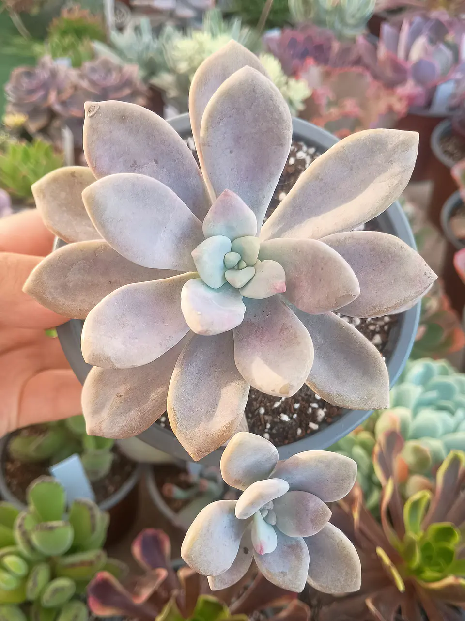 Graptopetalum Murasaki 1