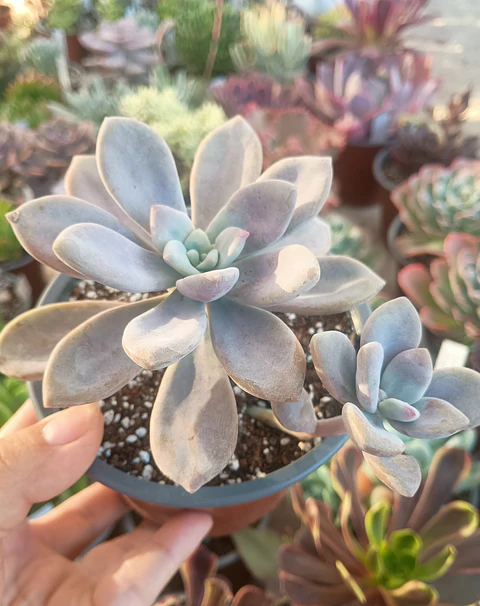 Graptopetalum Murasaki