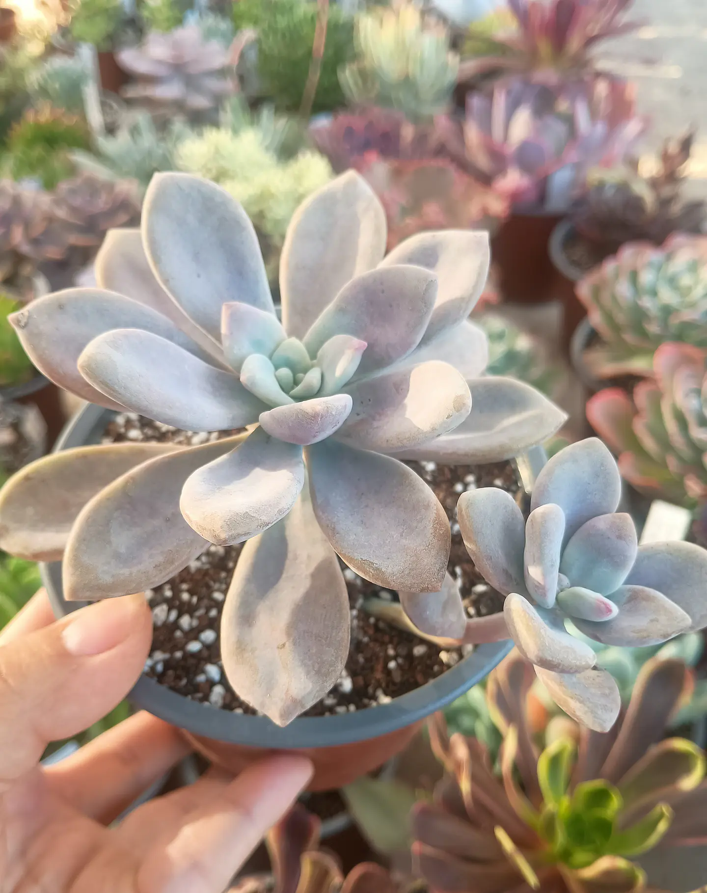 Graptopetalum Murasaki 2