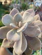 Graptopetalum Murasaki - Miniatura 1