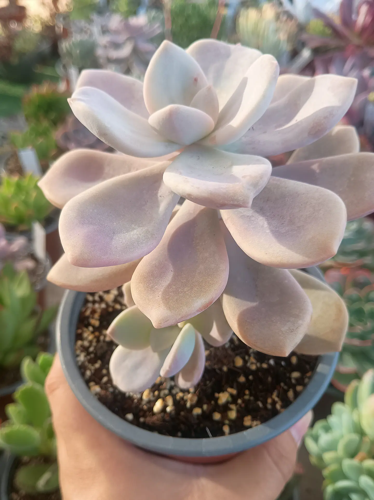 Graptopetalum Murasaki 2