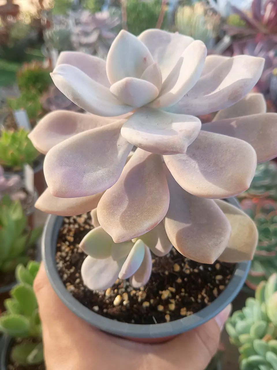 Graptopetalum Murasaki 2