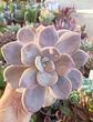 Graptopetalum Murasaki - Miniatura 1