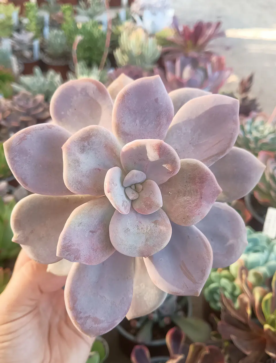 Graptopetalum Murasaki 1