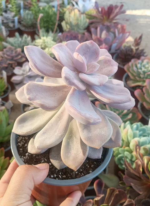 Graptopetalum Murasaki