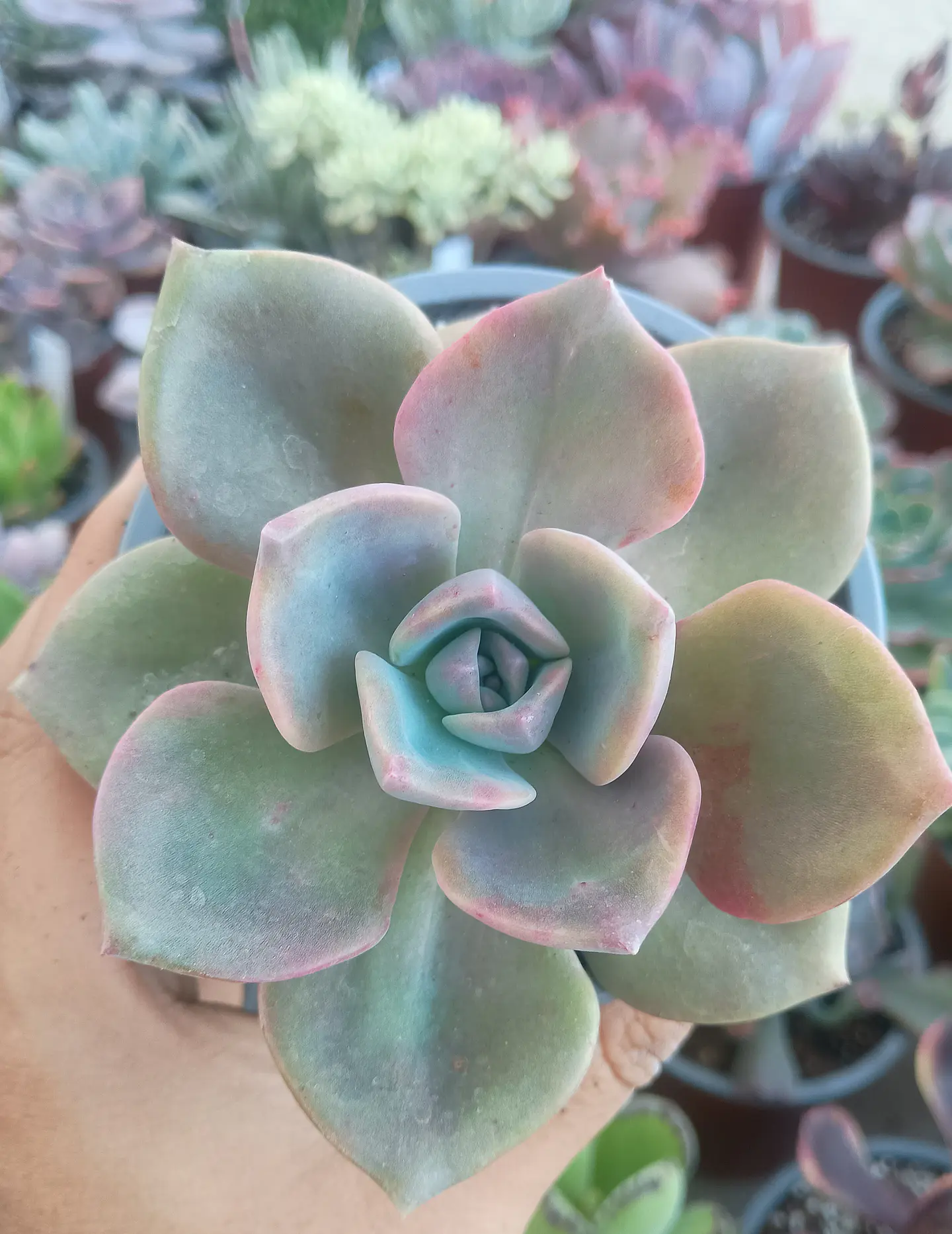 Graptoveria Mr richard 1