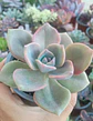 Graptoveria Mr richard - Miniatura 2