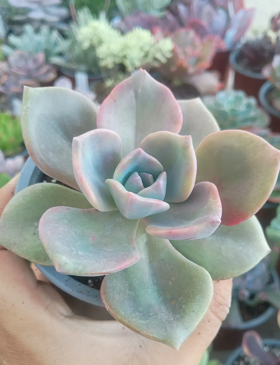 Graptoveria Mr richard 2