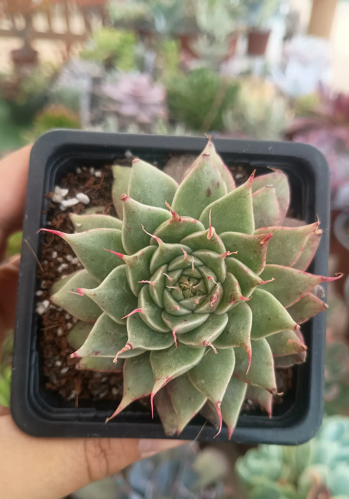 Graptoveria silverstar 1