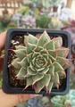 Graptoveria silverstar - Miniatura 1