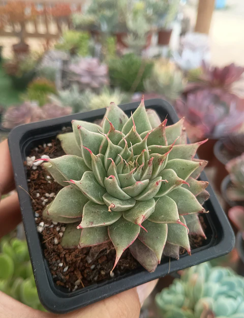 Graptoveria silverstar