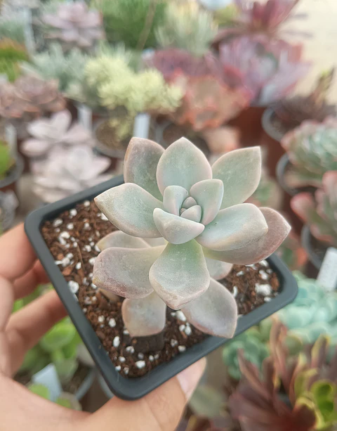 Graptoveria Victor kane 