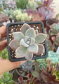 Graptoveria Victor kane  - Miniatura 2