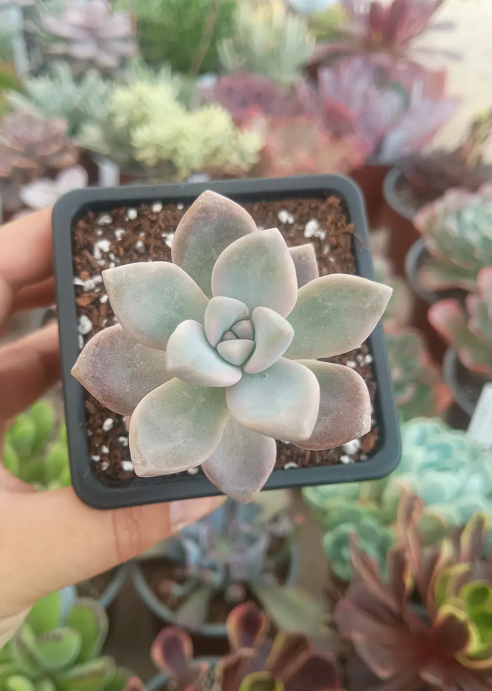 Graptoveria Victor kane  2