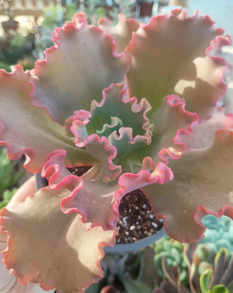Echeveria Híbrido Rulosa