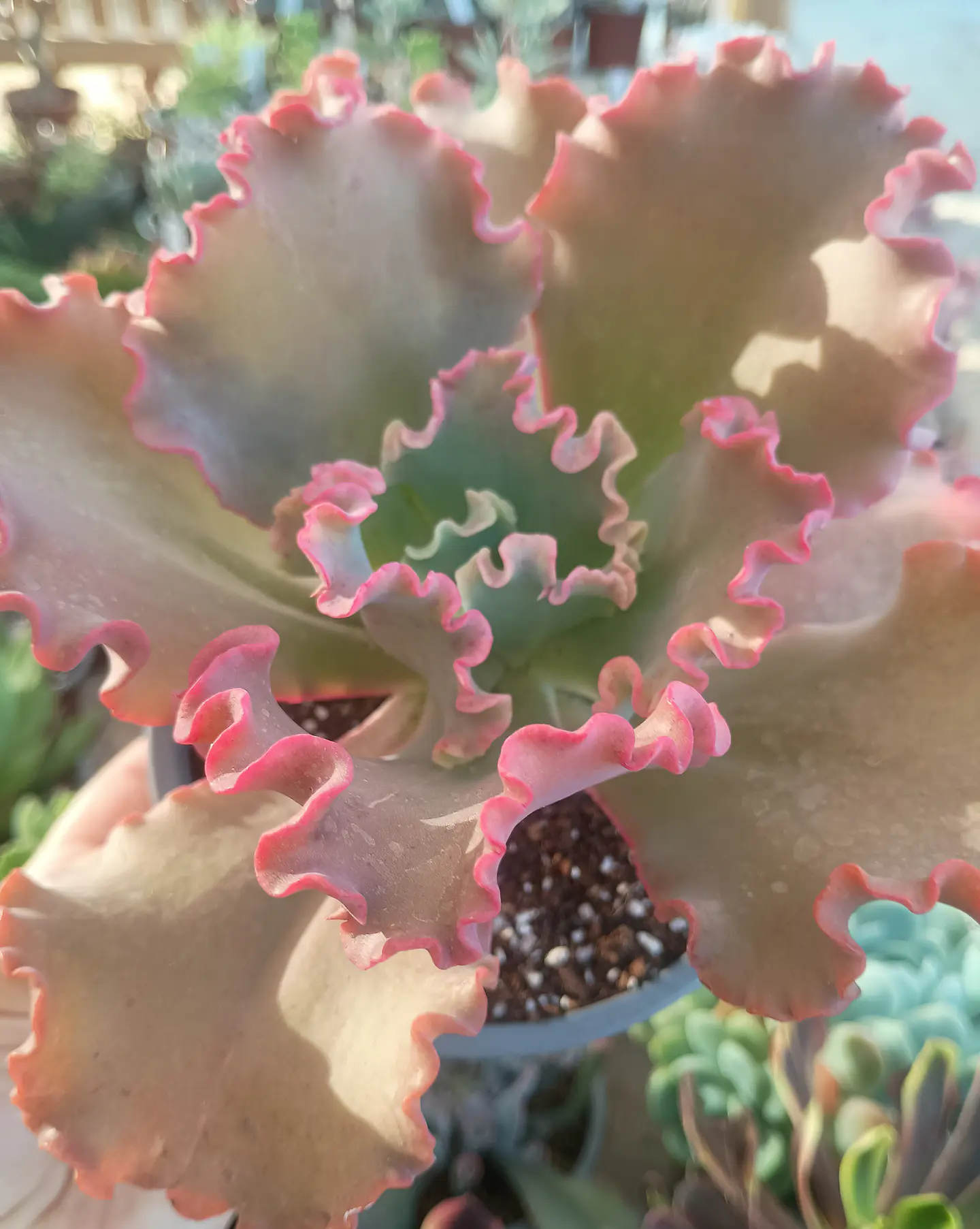Echeveria Híbrido Rulosa 1