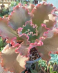 Echeveria Híbrido Rulosa - Miniatura 1