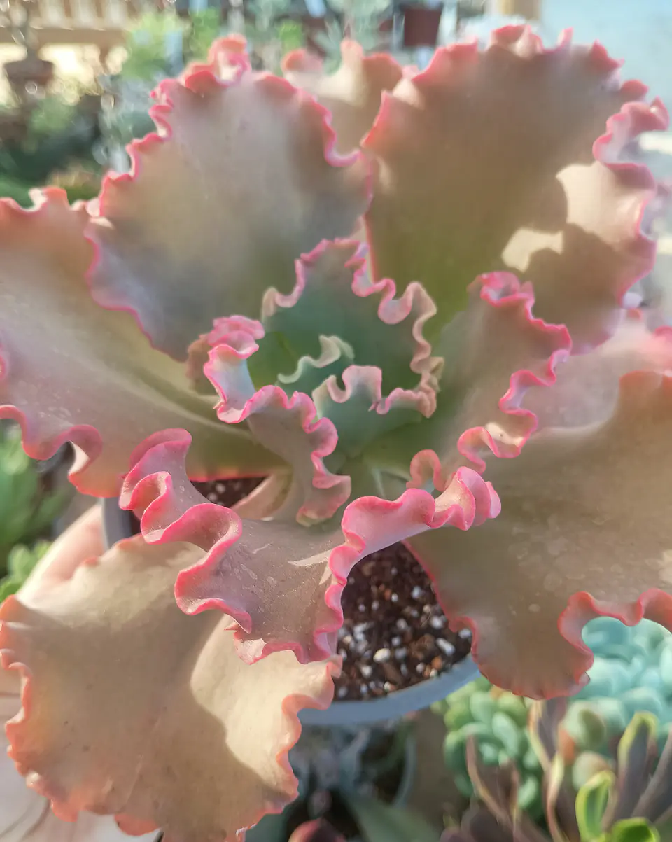 Echeveria Híbrido Rulosa 1