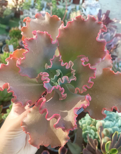 Echeveria Híbrido Rulosa