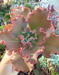 Echeveria Híbrido Rulosa - Miniatura 2