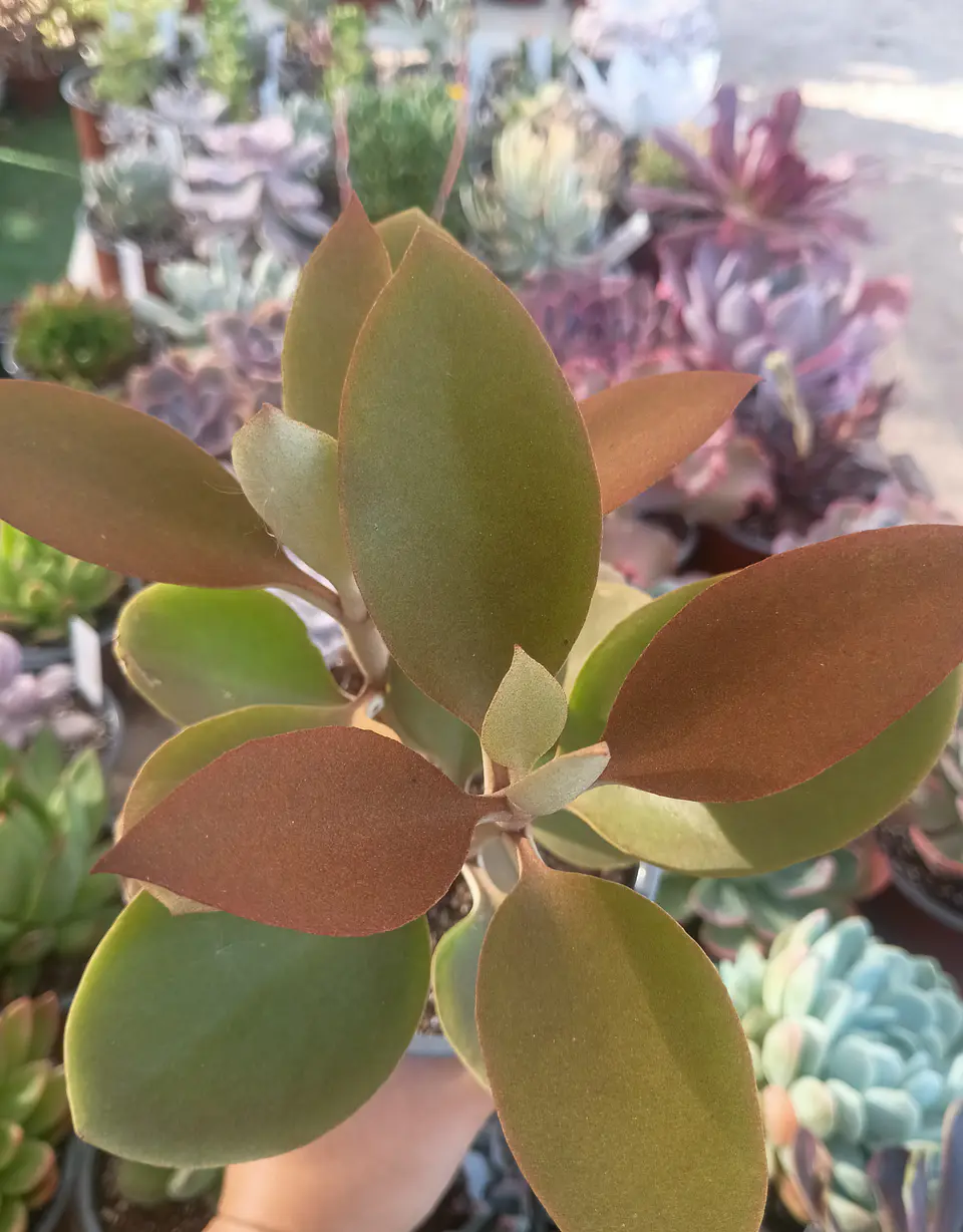 Kalanchoe Orgyalis 1
