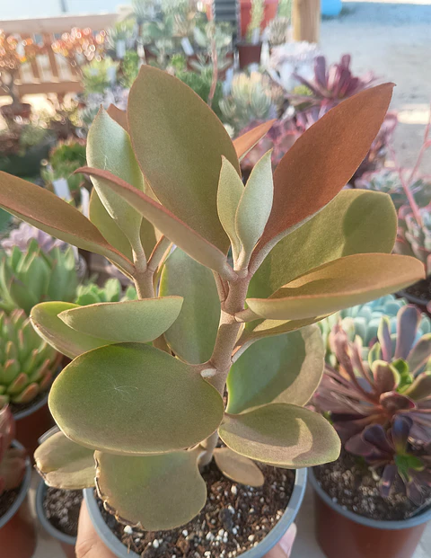 Kalanchoe Orgyalis