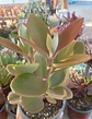 Kalanchoe Orgyalis - Miniatura 2