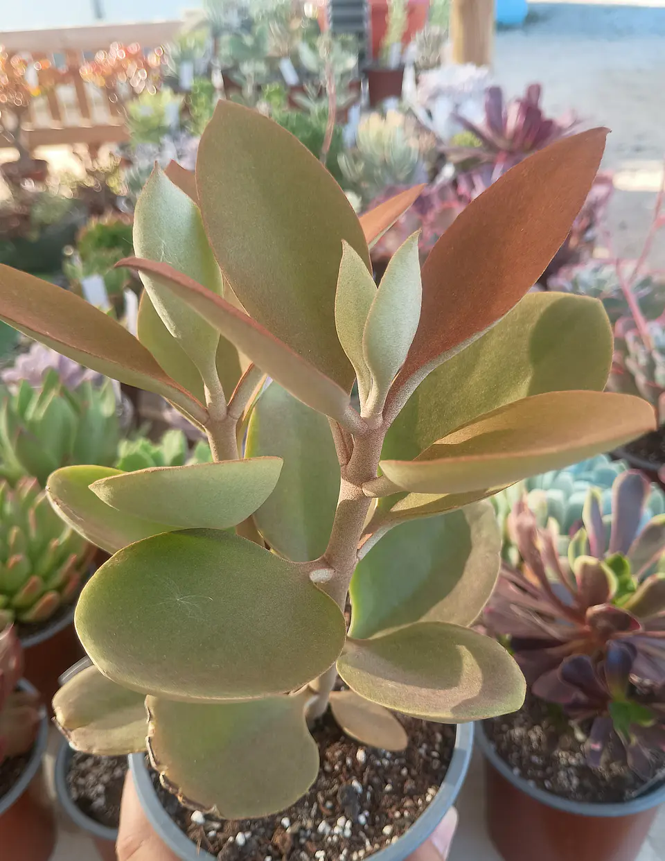 Kalanchoe Orgyalis 2