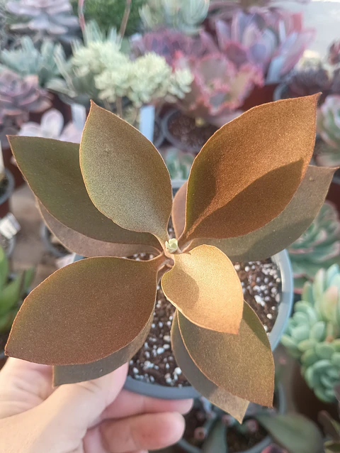 Kalanchoe Orgyalis 