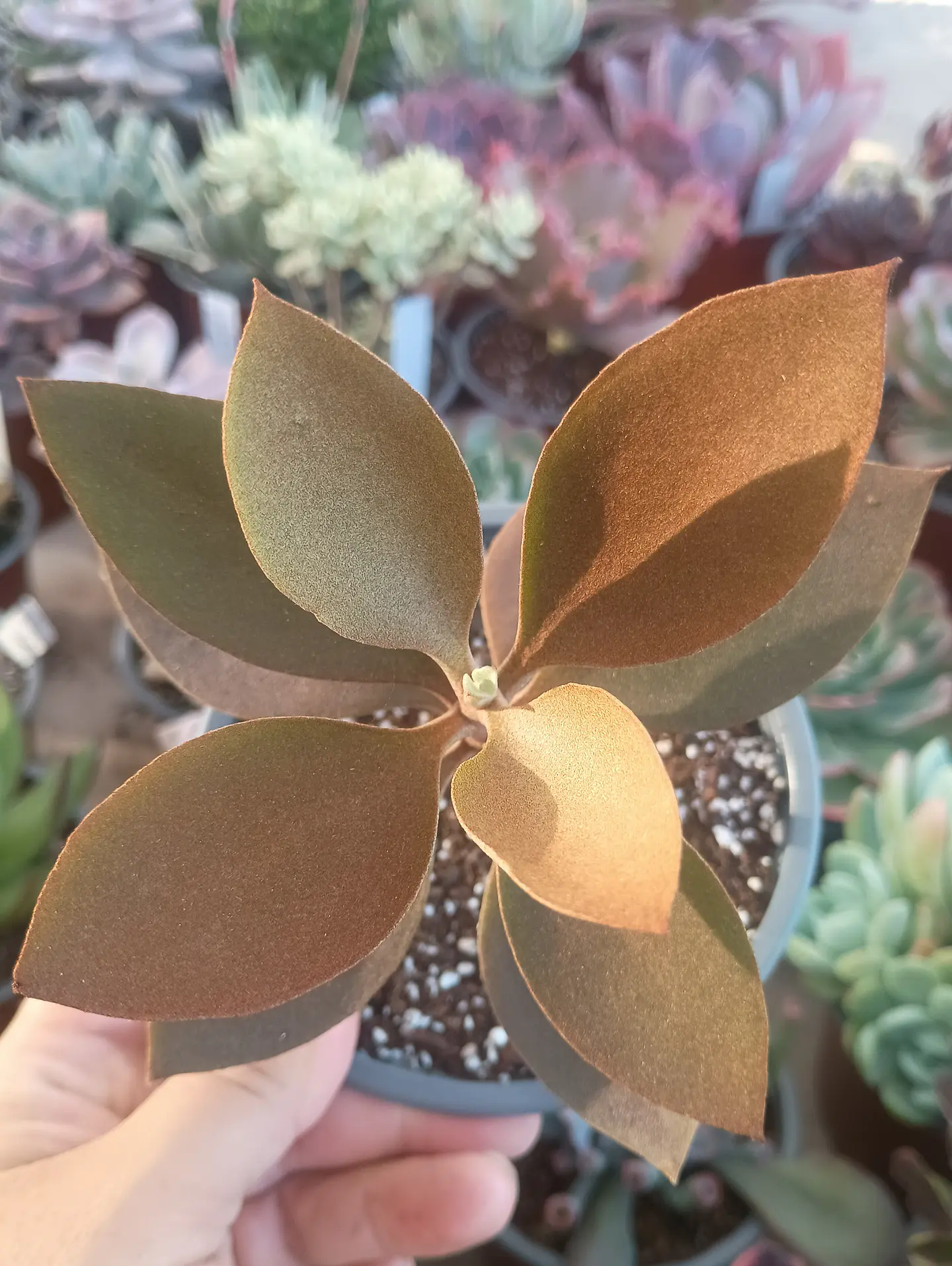 Kalanchoe Orgyalis  1
