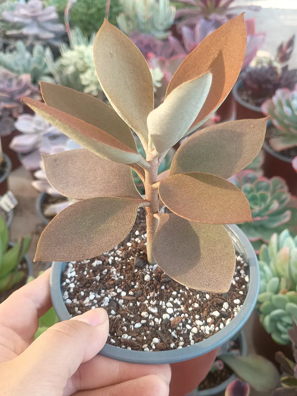 Kalanchoe Orgyalis  2