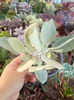 Kalanchoe Silver Spoon - Miniatura 1