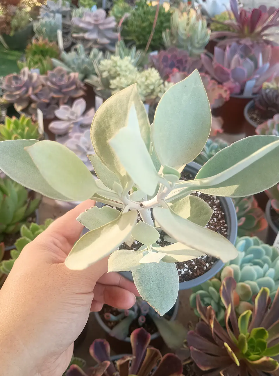 Kalanchoe Silver Spoon 1