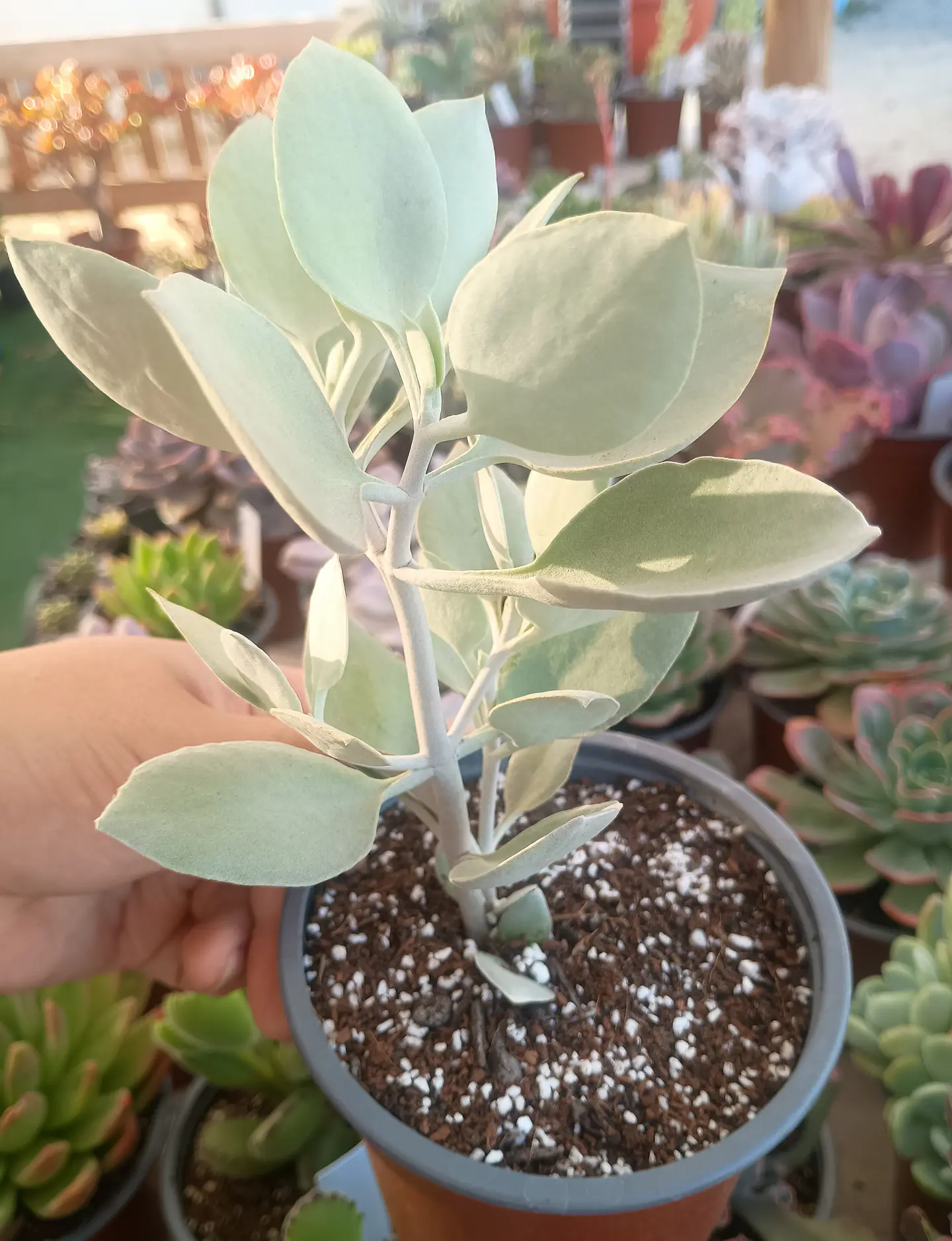 Kalanchoe Silver Spoon 2
