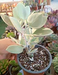 Kalanchoe Silver Spoon - Miniatura 2