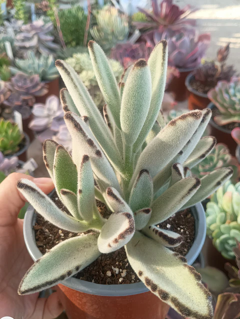Kalanchoe Tomentosa 