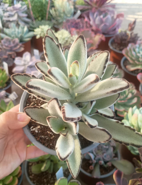 Kalanchoe Tomentosa 