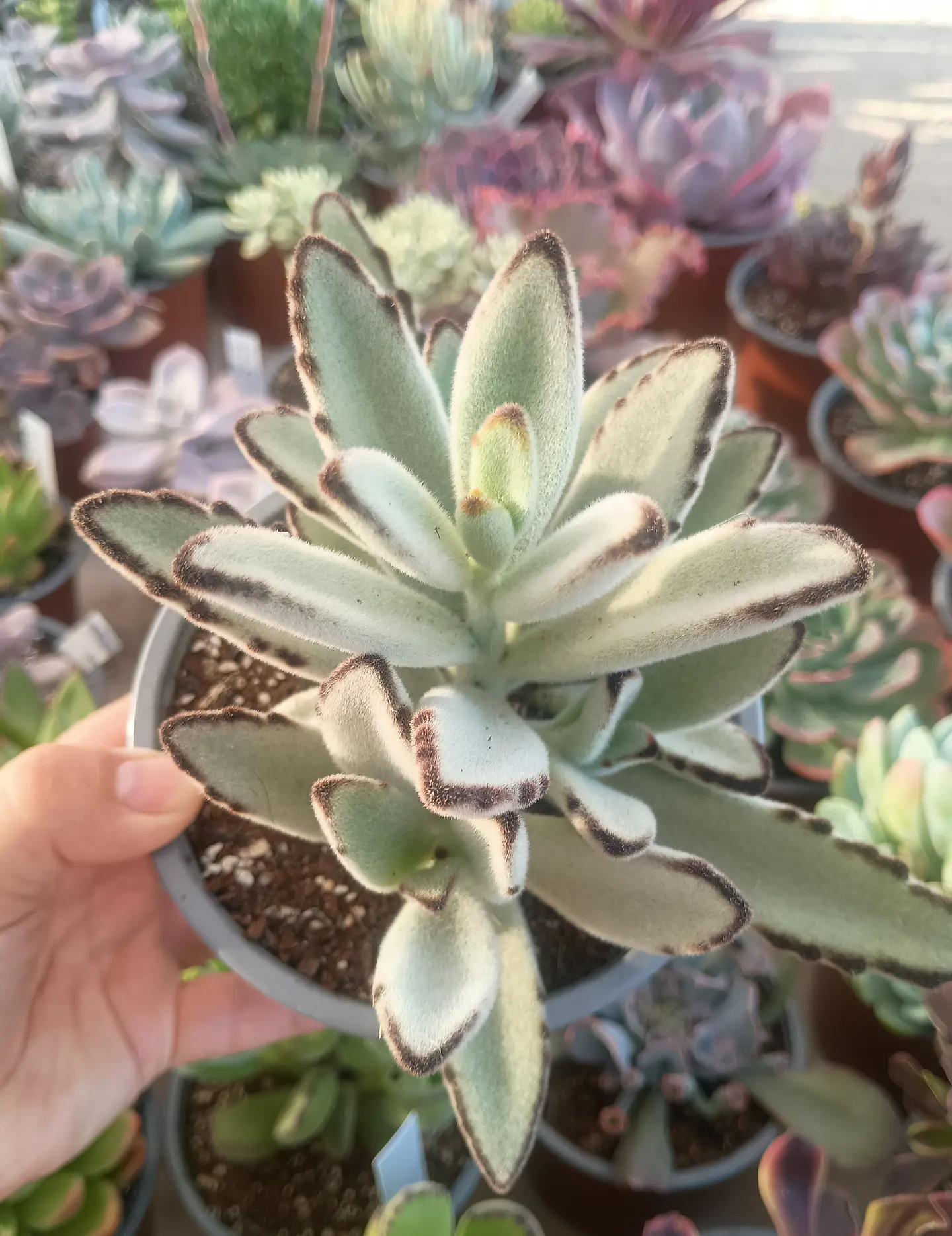 Kalanchoe Tomentosa  2