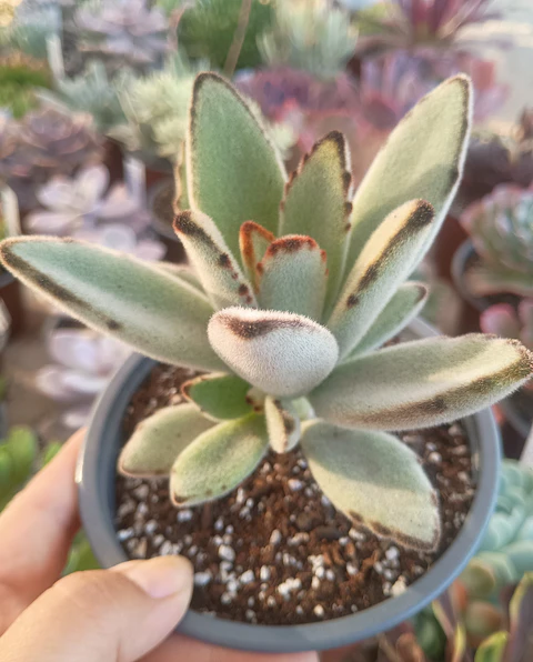 Kalanchoe Tomentosa