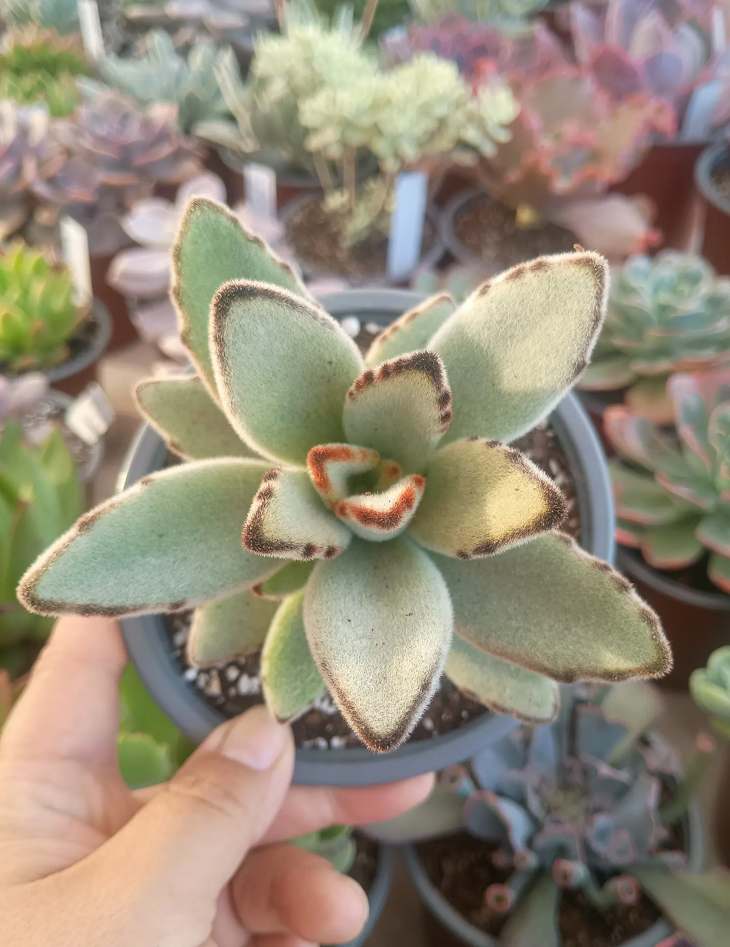 Kalanchoe Tomentosa 2