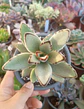 Kalanchoe Tomentosa - Miniatura 2