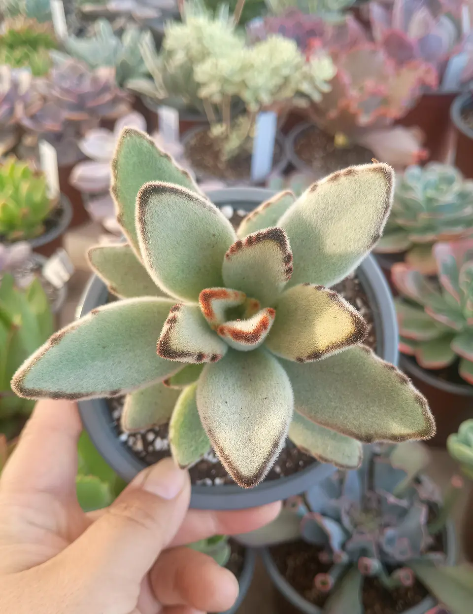 Kalanchoe Tomentosa 2