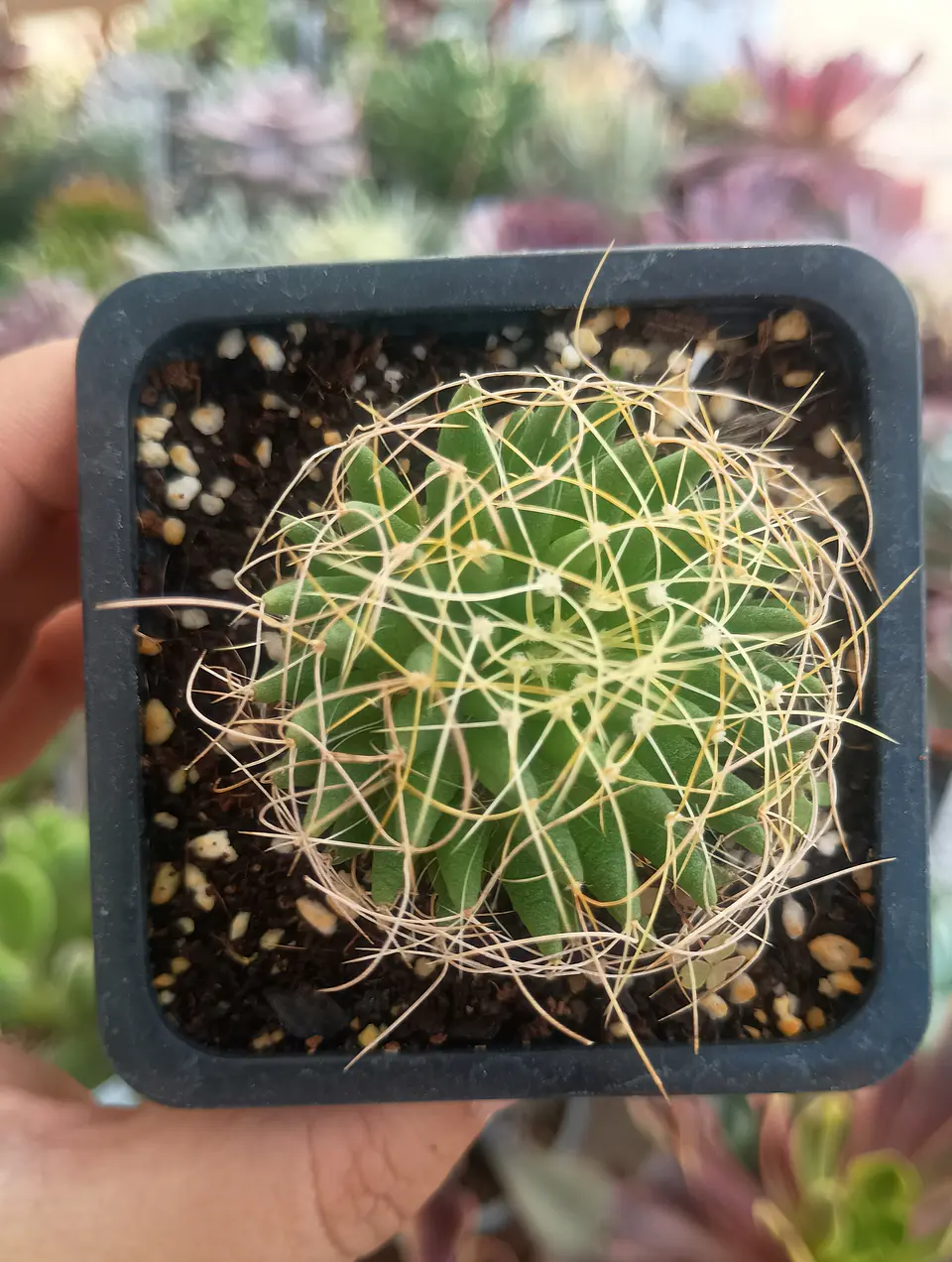 Mammillaria Dicipiens 1