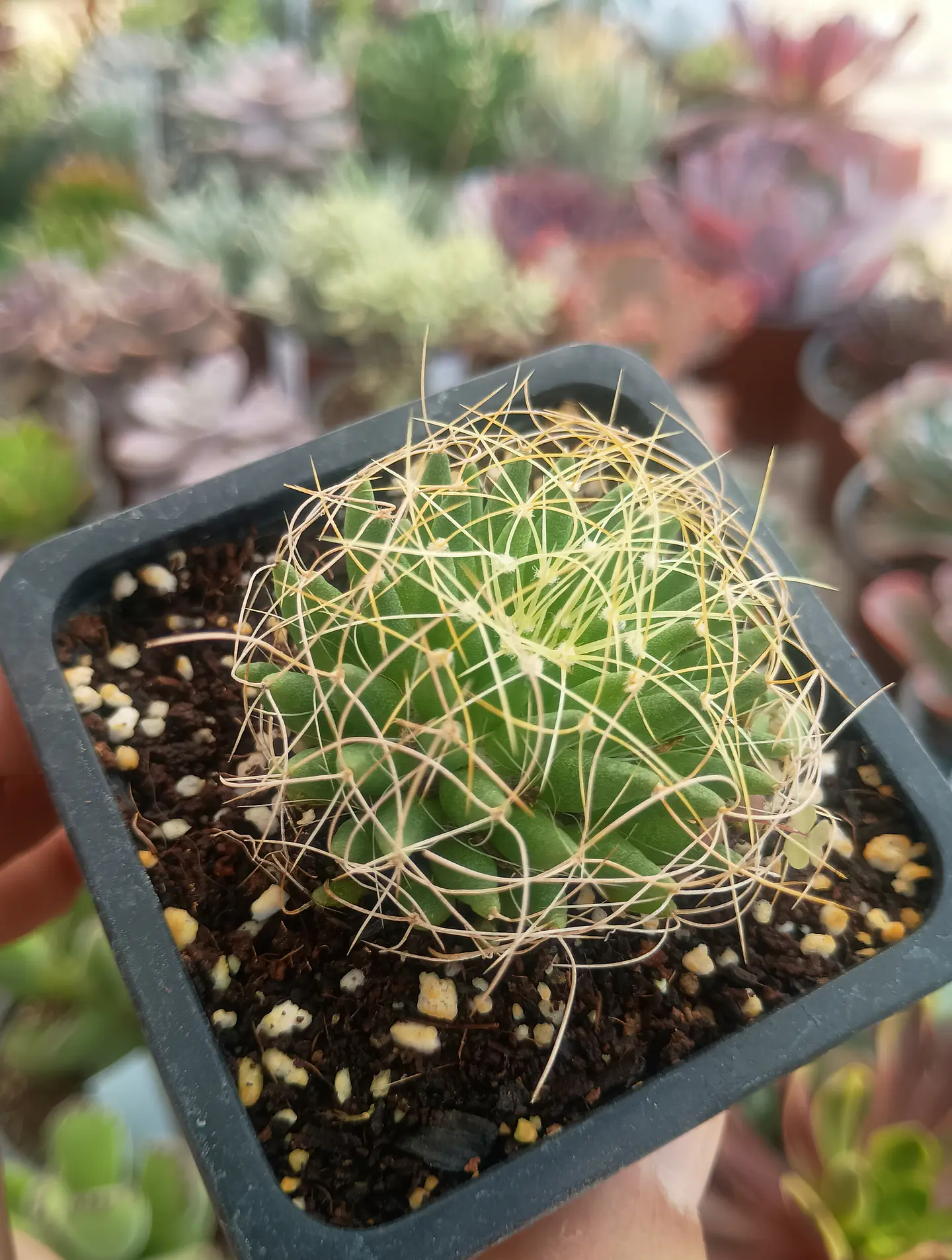 Mammillaria Dicipiens 2