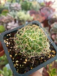 Mammillaria Dicipiens - Miniatura 2