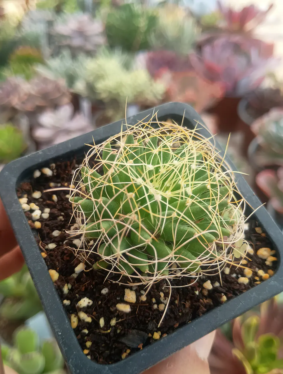 Mammillaria Dicipiens 2