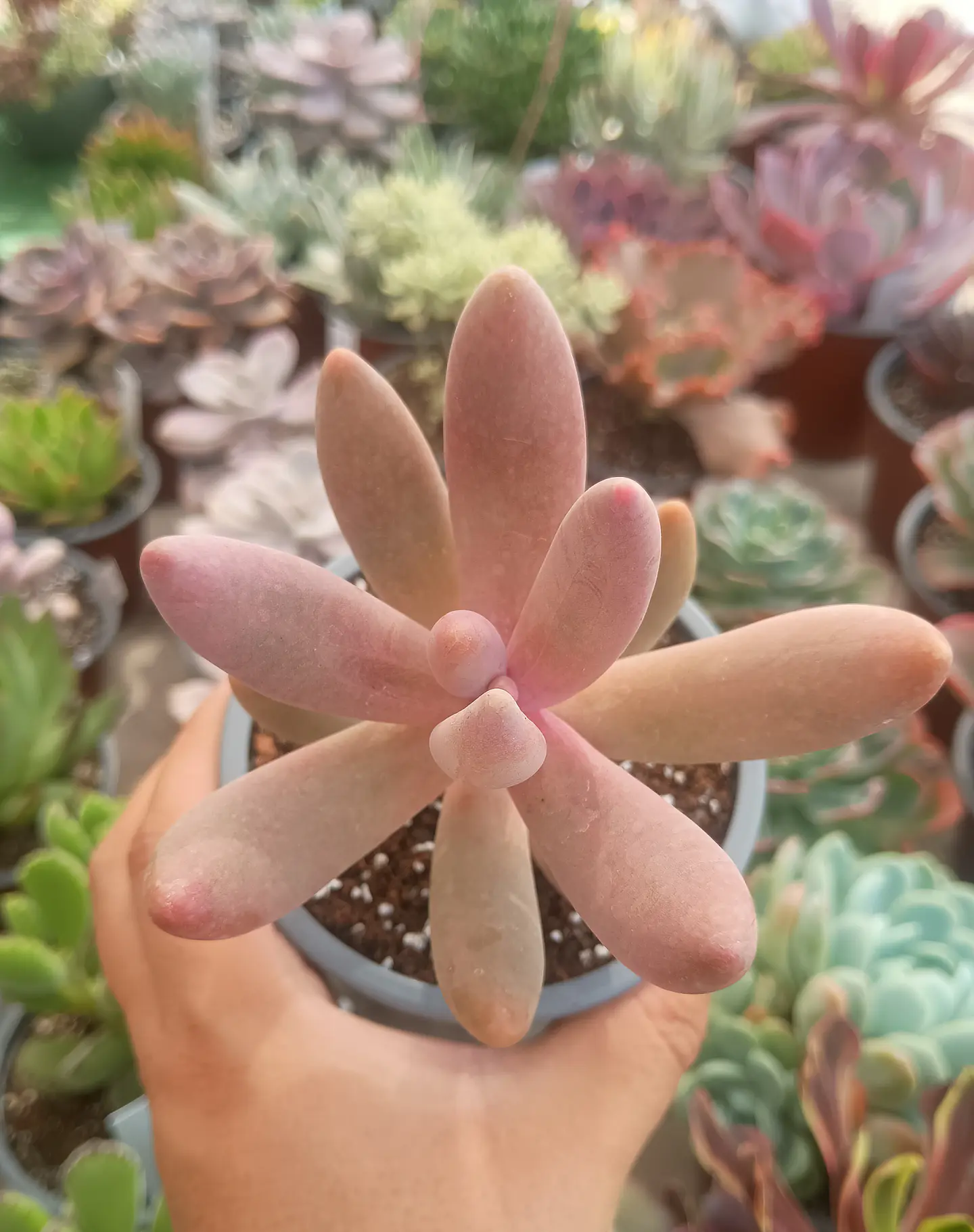 Pachysedum gonzou 1