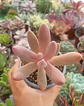 Pachysedum gonzou - Miniatura 1