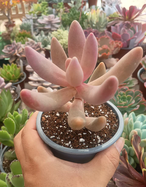 Pachysedum gonzou