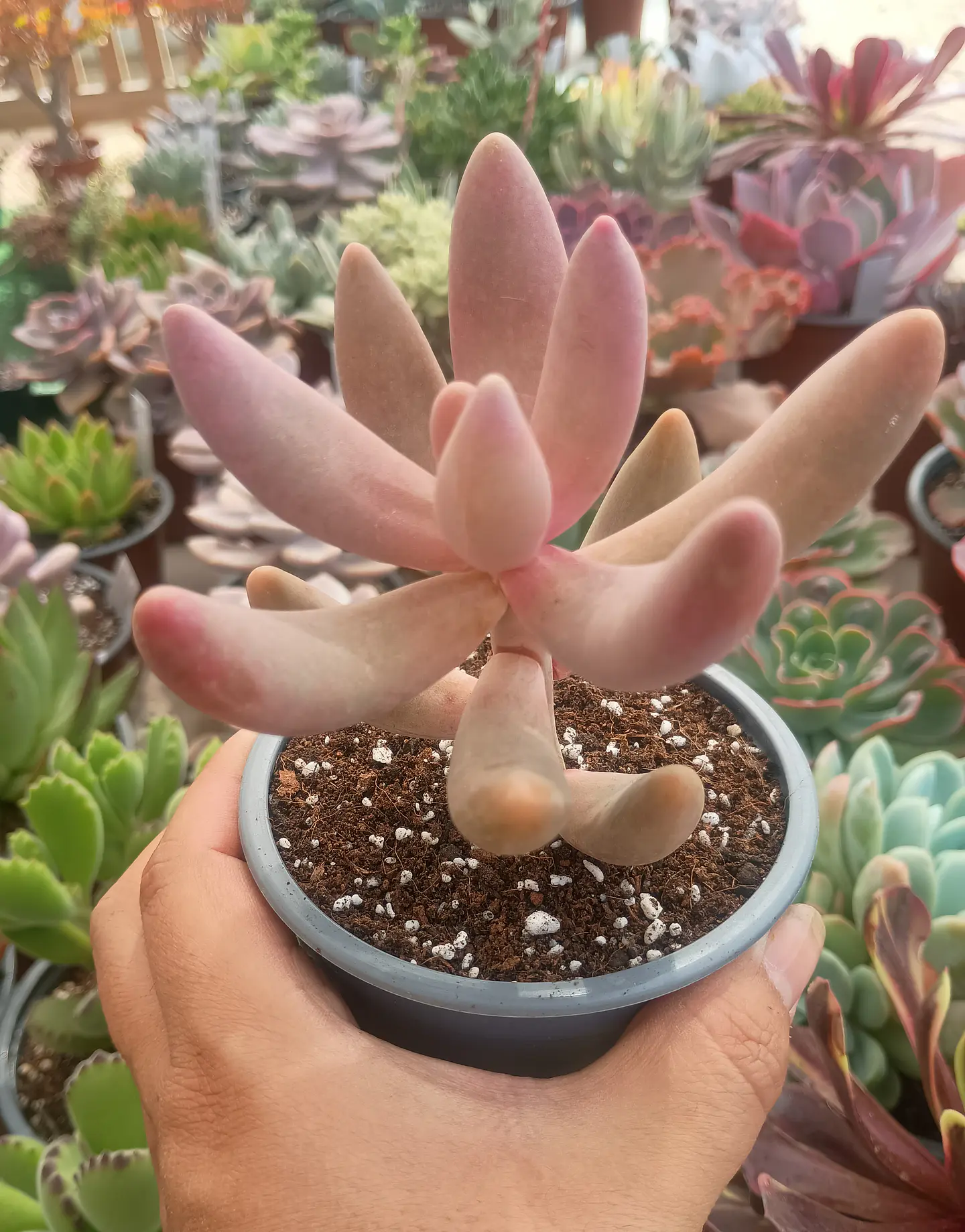 Pachysedum gonzou 2